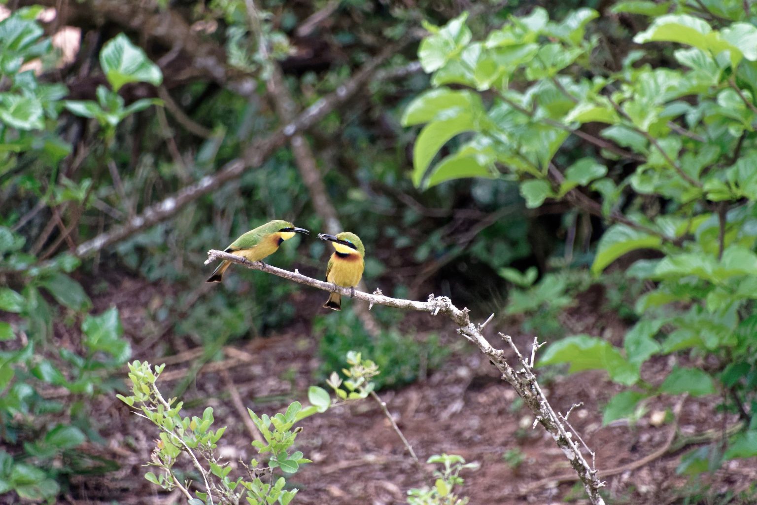 Budongo Birding Tour.