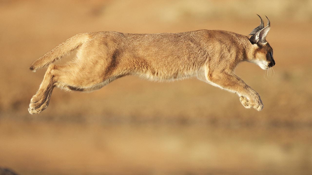 Caracals in Uganda
