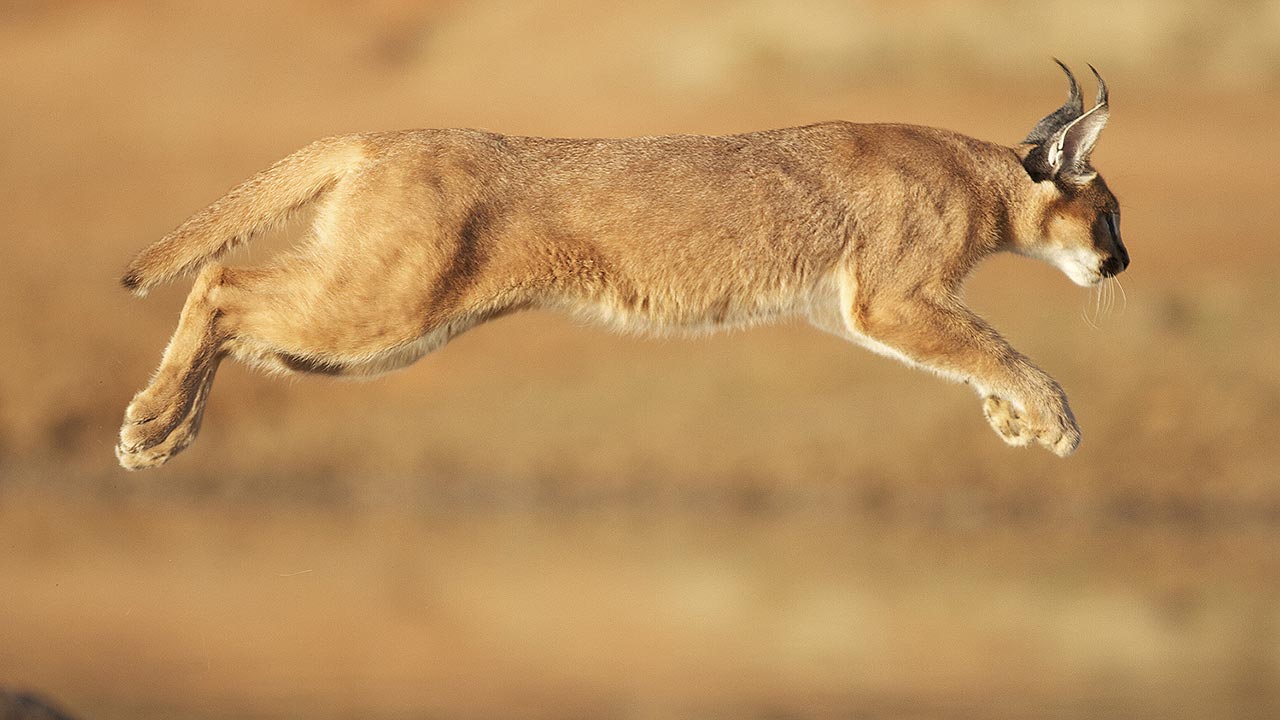 Caracals In Uganda