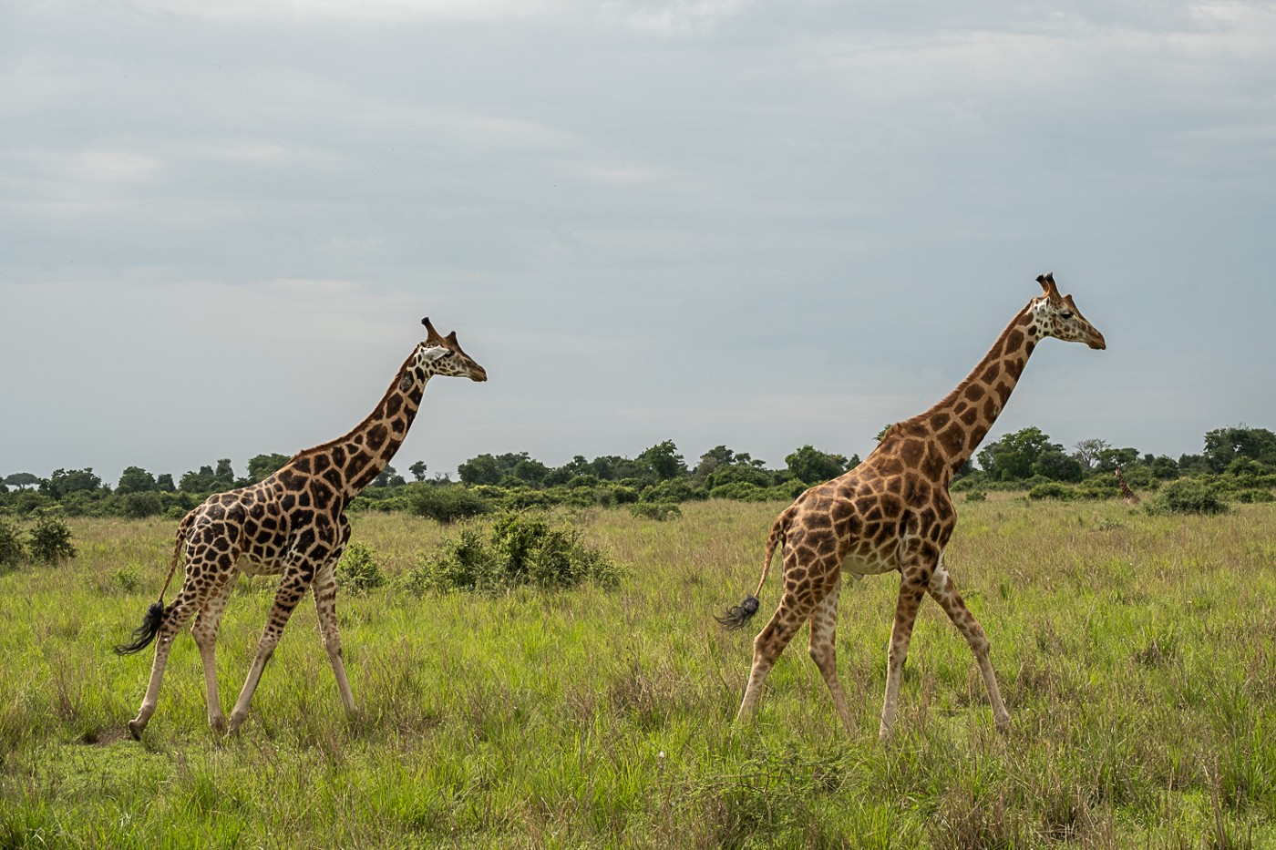 Giraffes In Uganda