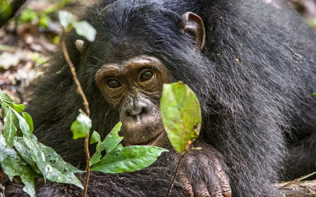 Kibale Chimpanzee habituation