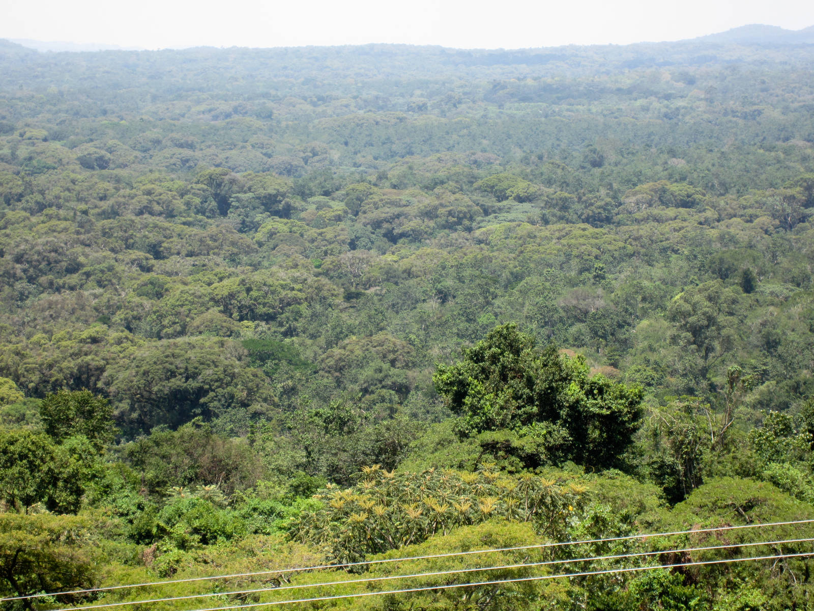 Maramagambo forest