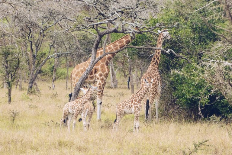 Nubian Giraffe Conservation in Uganda. Uganda Safari Attractions (What to See on A Uganda Safari)
