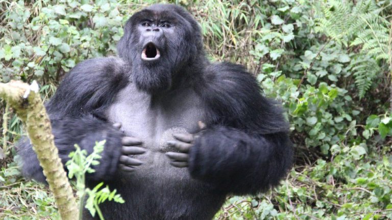 silverback gorilla size, Gorilla Habituation Experience in Rushaga