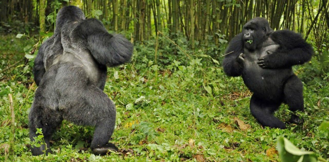 Animals In Bwindi Impenetrable Forest