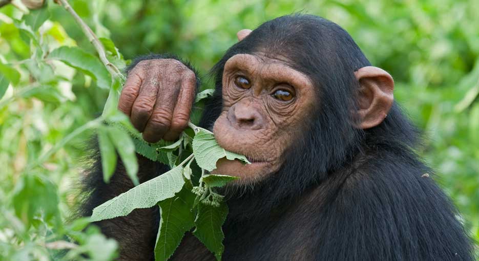 Ngamba Island Chimpanzee Sanctuary.