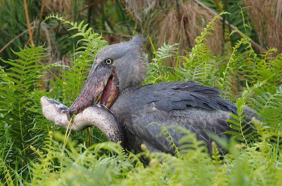 Meet the shoebill stork - 3 Days Queen Elizabeth Birding Tour - Adventure Uganda Safaris