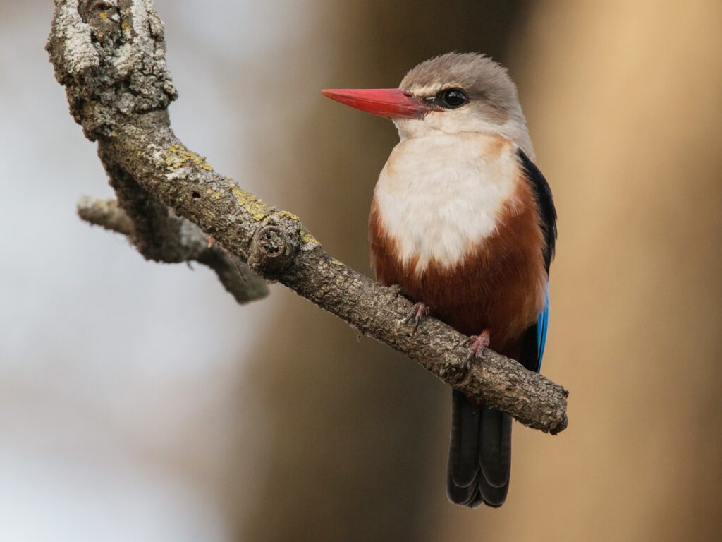 Bird Watching in Queen Elizabeth National Park -Bird Species 2025