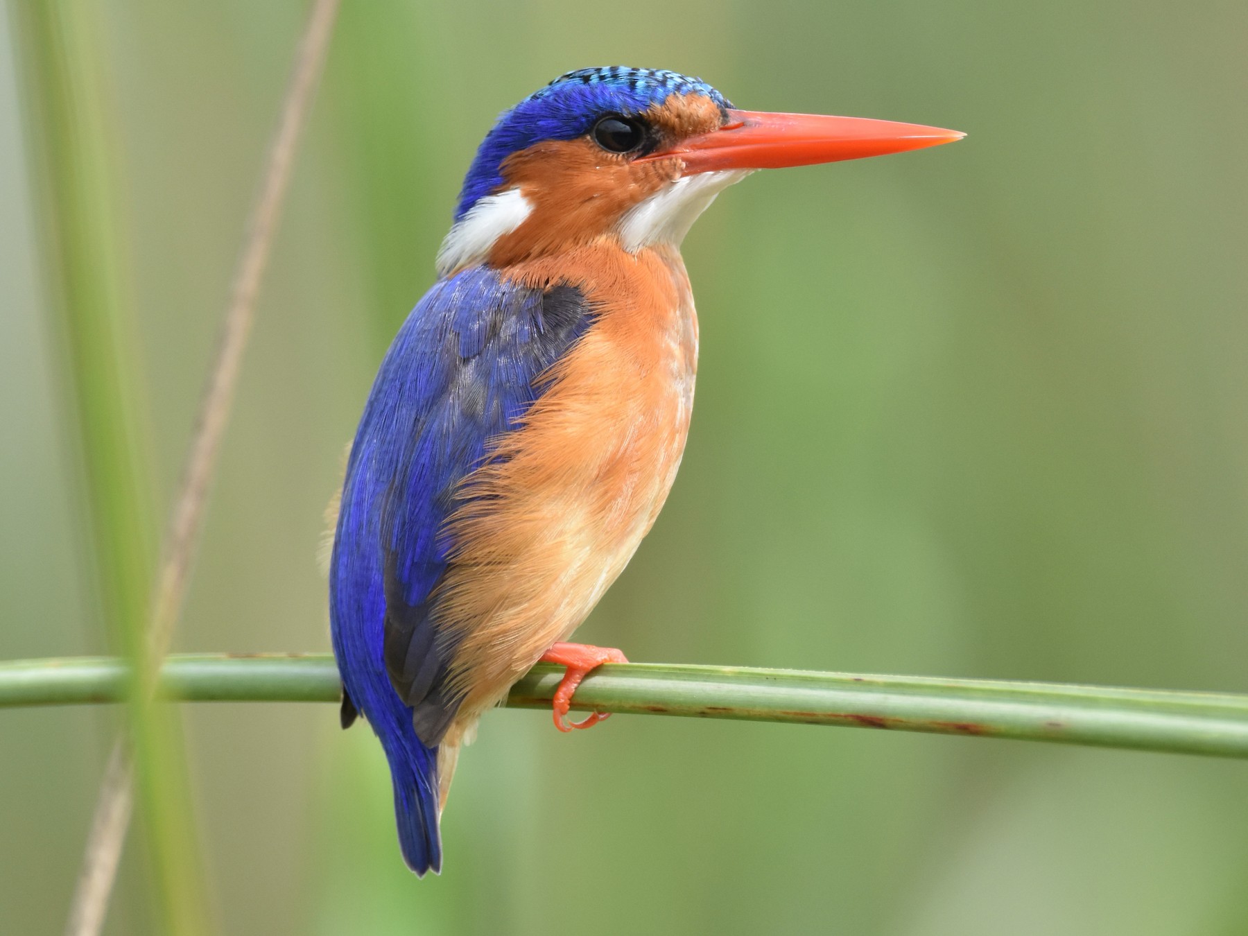 Malachite Kingfishers