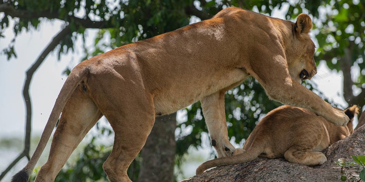 Lion Tracking Experience