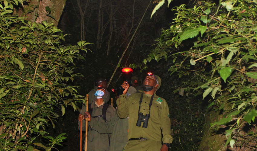 Night Walks in Nyungwe Forest National Park