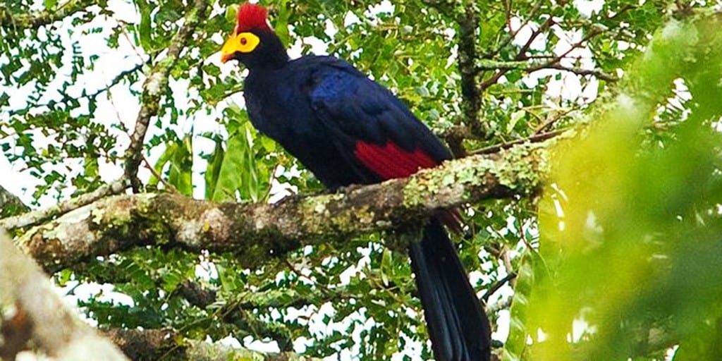 Birding in Nyungwe