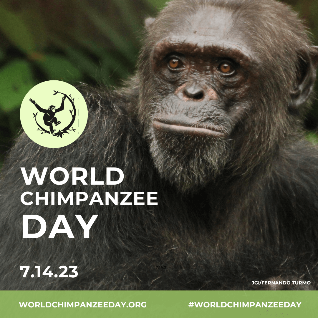 World Chimpanzee Day 2023