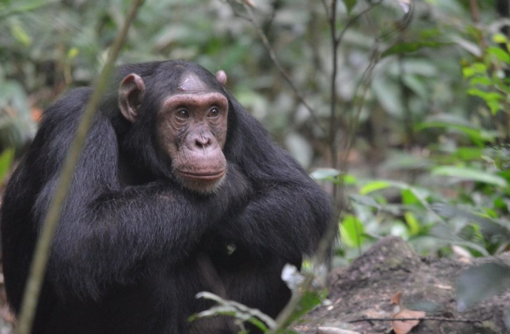 Chimpanzee Trekking In Kalinzu