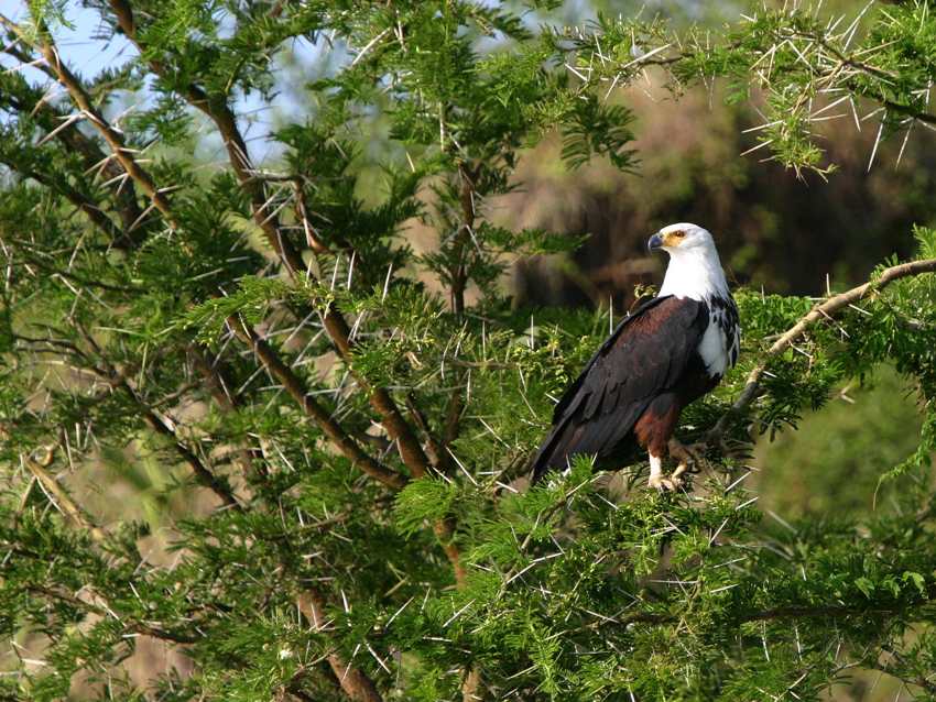 birding in Lake Mburo National Park