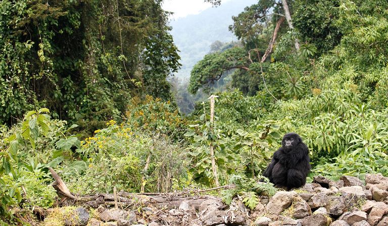 Virunga National Park