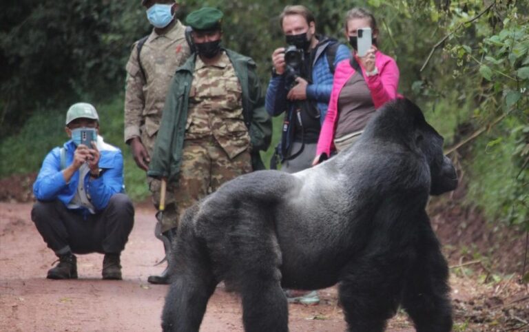 Where to See Gorillas in Uganda