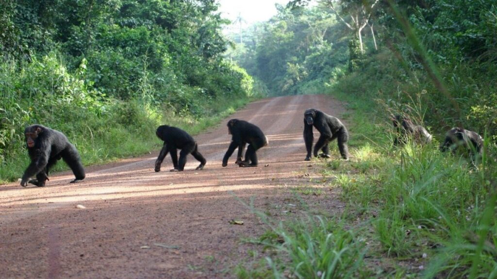 10 Days Gorilla Trekking in Bwindi -Best Gorilla Tours Uganda 2025