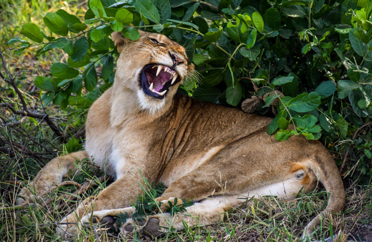 Where do lions live