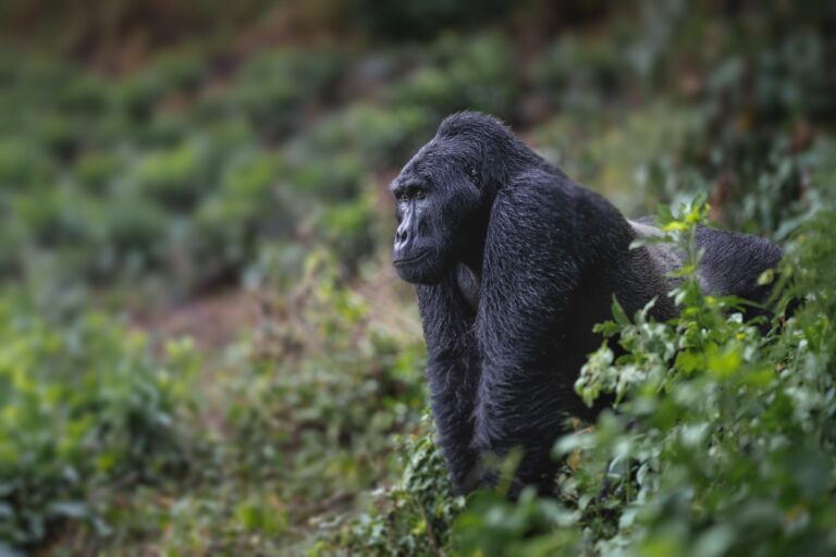 Bwindi Impenetrable National Park