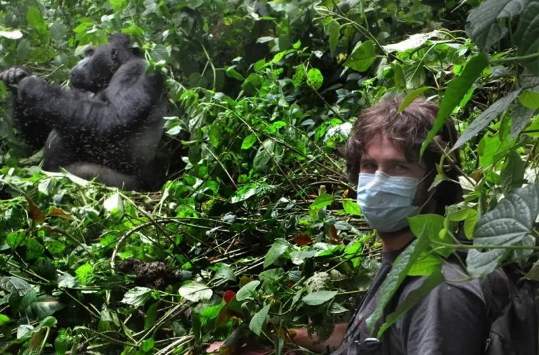 what is gorilla trekking