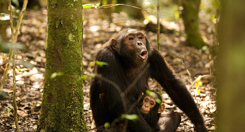 8 Days Rwanda Safari
