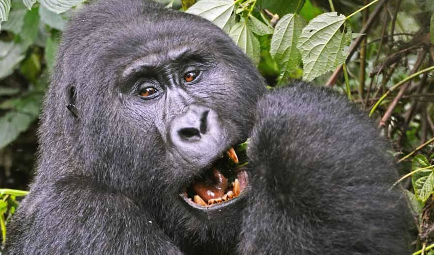 What makes a Uganda Wildlife Safari more unique