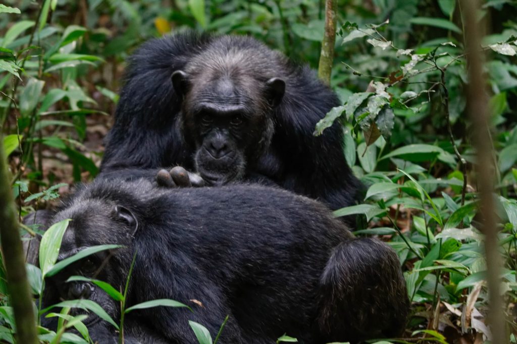 How to Plan the Best Uganda Gorilla and Chimpanzee Trekking Safari