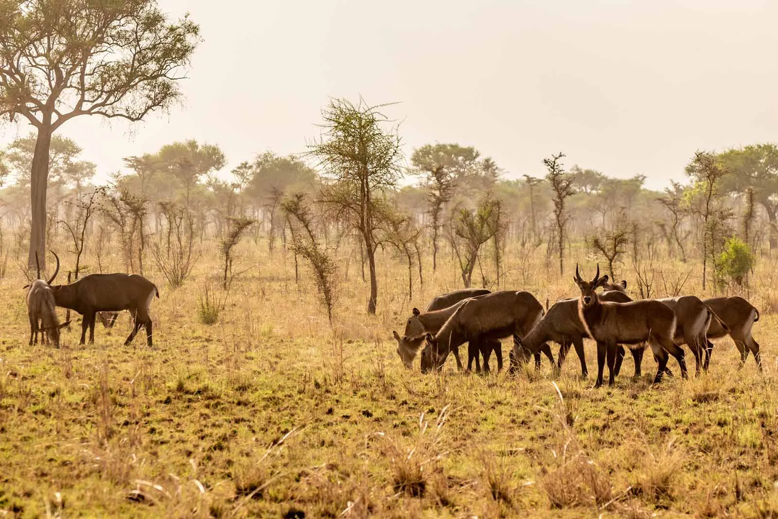 Pian Upe Wildlife Reserve Guide, Adventure Uganda Safaris