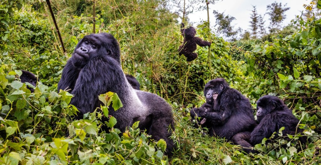 How Many Silverback Gorillas Are left in the World?