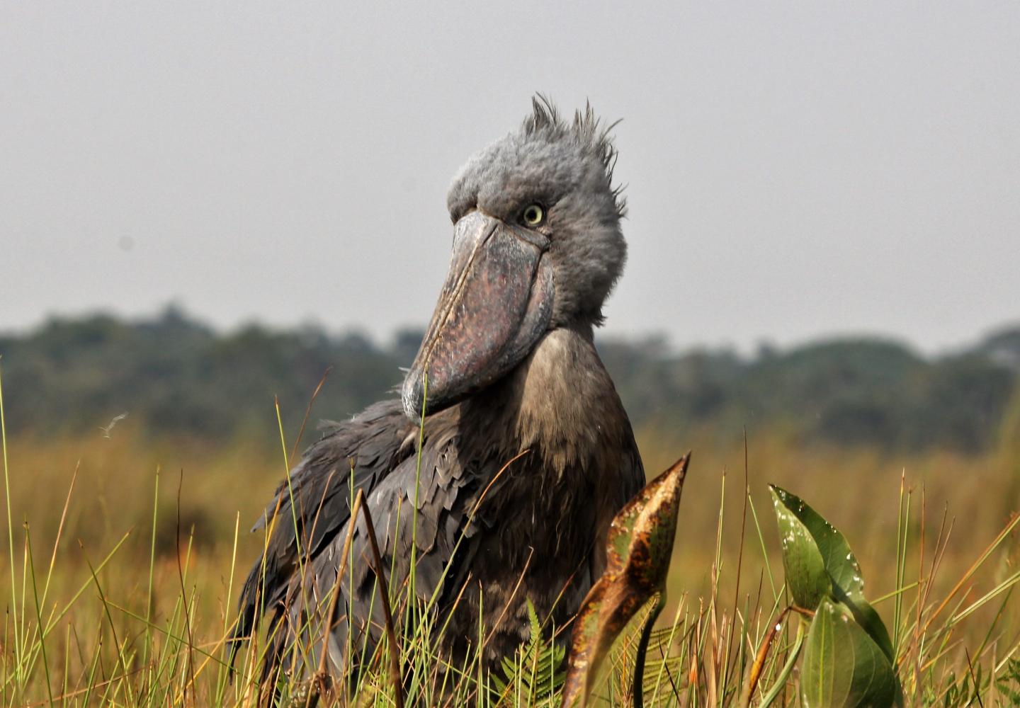 Lutembe Wetland Birding Safari