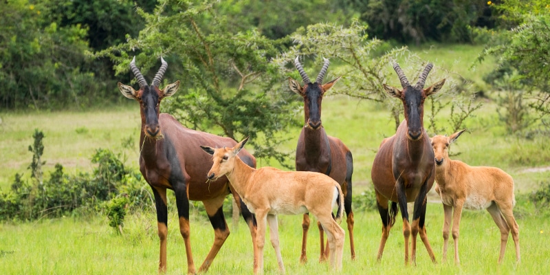 4 Days Lake Mburo Wildlife Safari | Luxury Uganda Tour 2025-2026