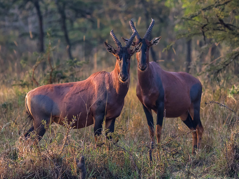 4 Days Lake Mburo Wildlife Safari