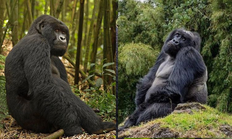A Blackback Vs Silverback Gorilla
