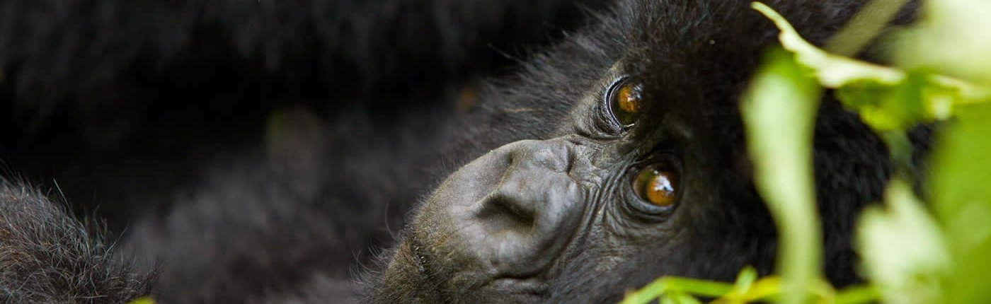 1 Day Uganda Gorilla trekking Tour from Kigali safari; Bwindi Forest