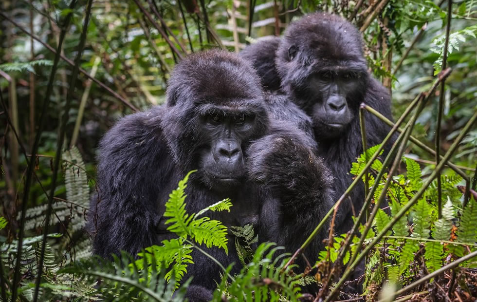 Contact Us: Maranatha Tours & Travel | Adventure Uganda Safaris