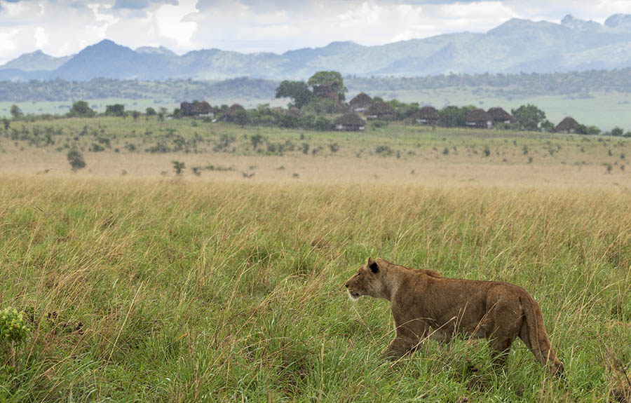 4 Days Kidepo Wildlife Safari