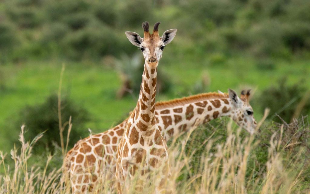 Uganda Safaris Adventures