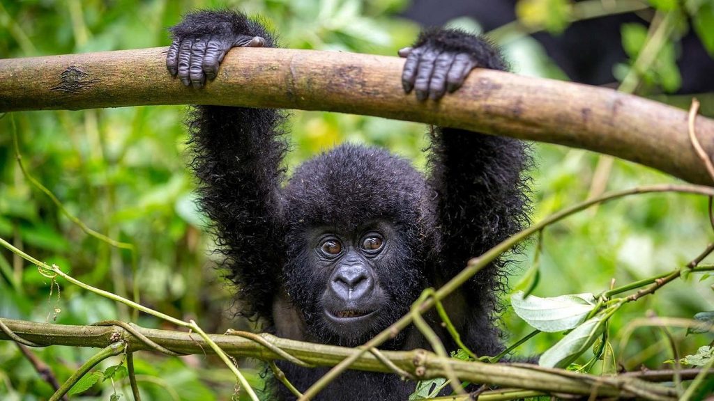 Long Uganda Safaris