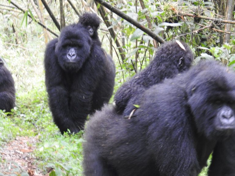 Rushaga gorilla sector