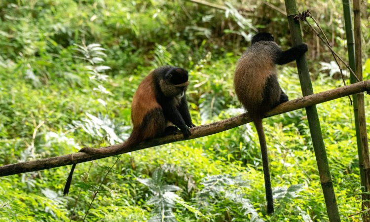12 Days Uganda Rwanda Safari