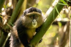 Golden Monkey Trekking