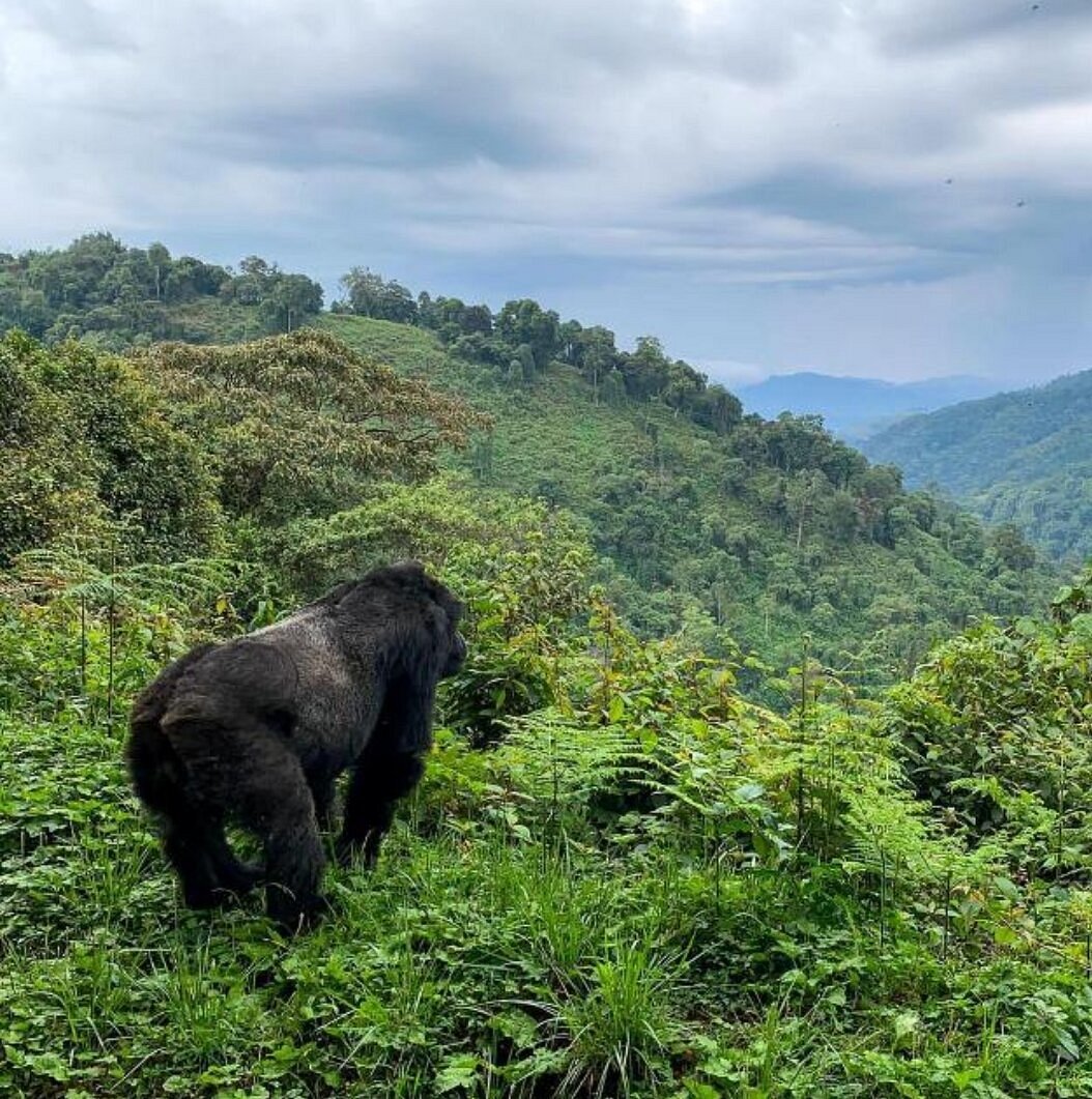 Silverback Gorillas
