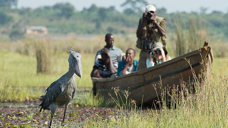 Bird Watching in Mabamba Wetland