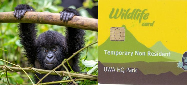 How to Check Gorilla Permit Availability in Uganda