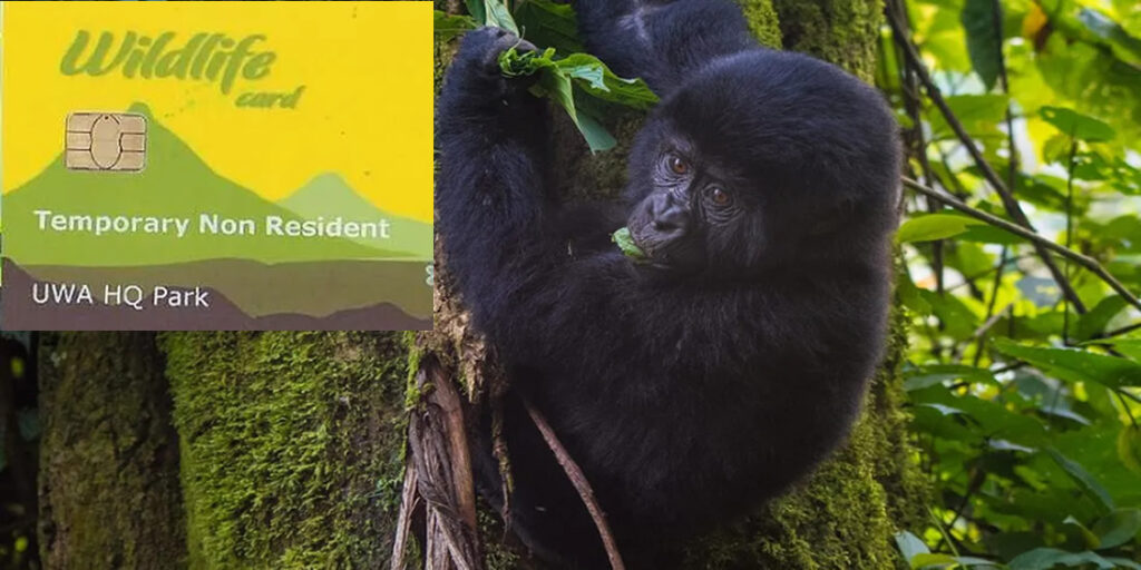 Why Checking Gorilla Permit Availability Matters