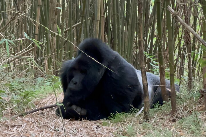 Gorilla groups in Volcanoes Park
