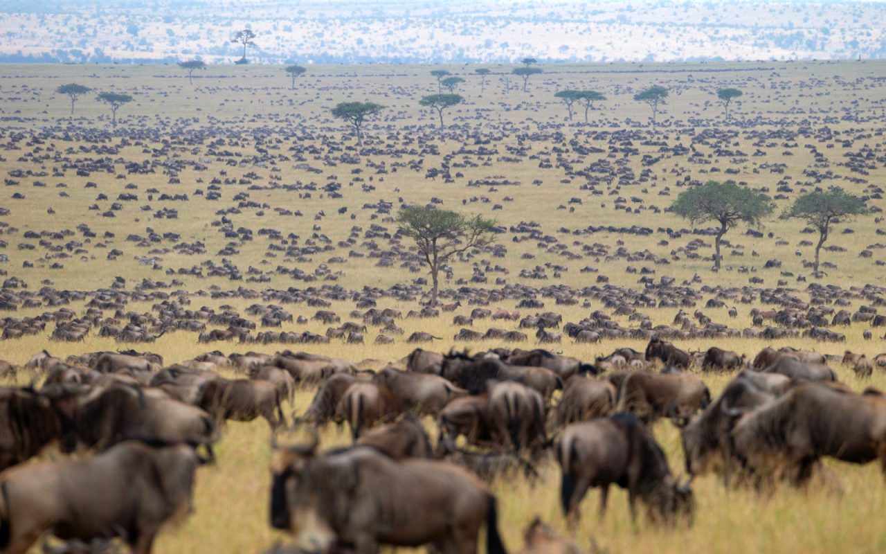 Season by season wildebeest migration in Kenya and Tanzania