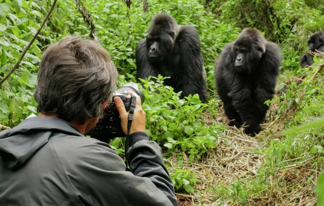 Gorilla Photography Tips in Uganda and Rwanda
