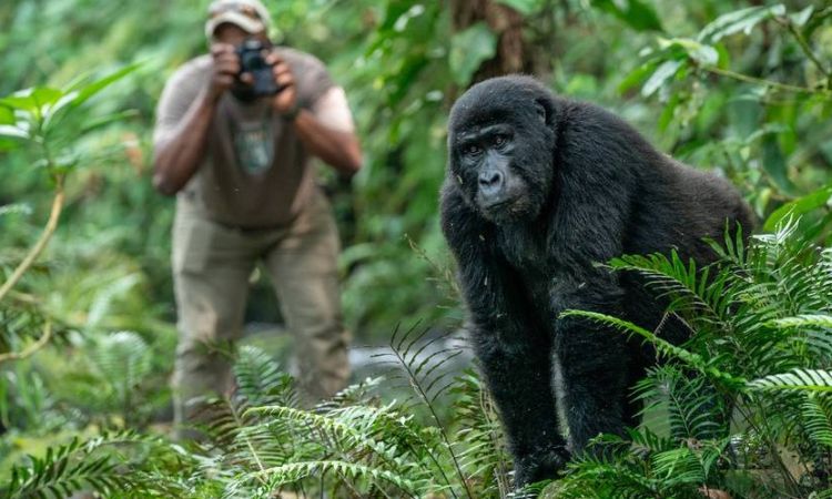 Best Time for Gorilla Trekking Holidays in Africa